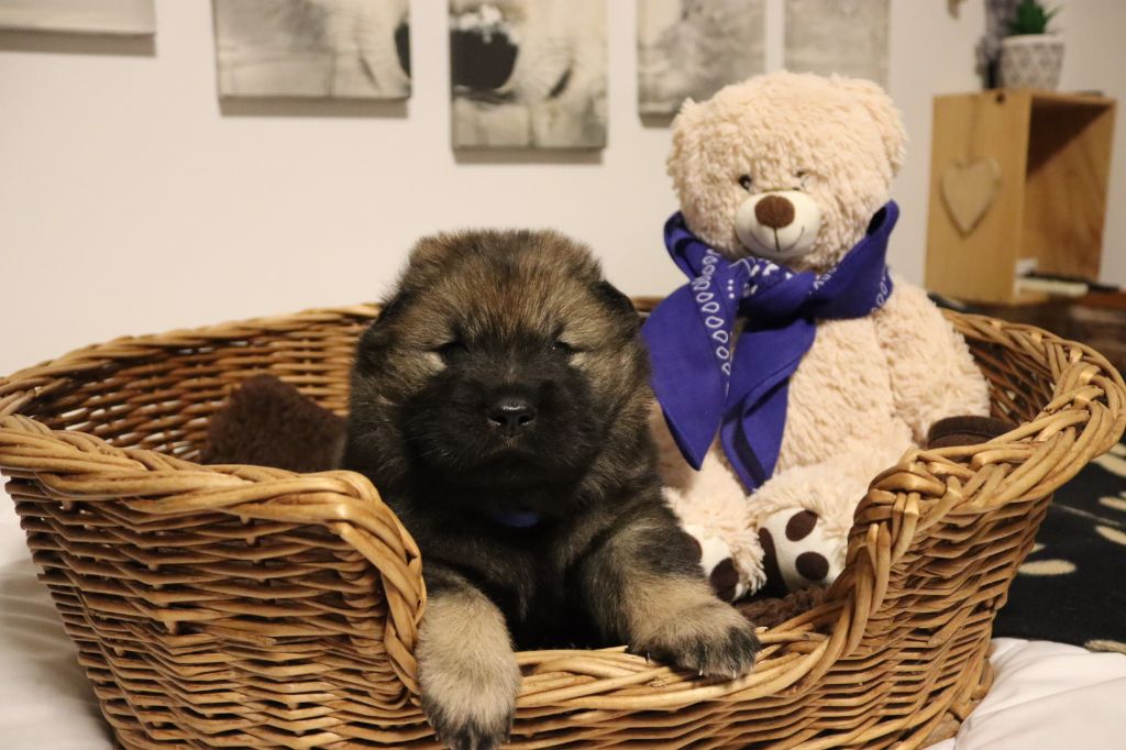 des Contrées d'Herbeval - Chiot disponible  - Eurasier