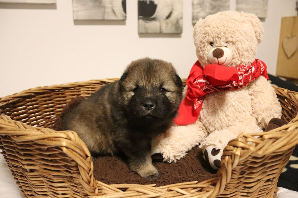 des Contrées d'Herbeval - Chiot disponible  - Eurasier