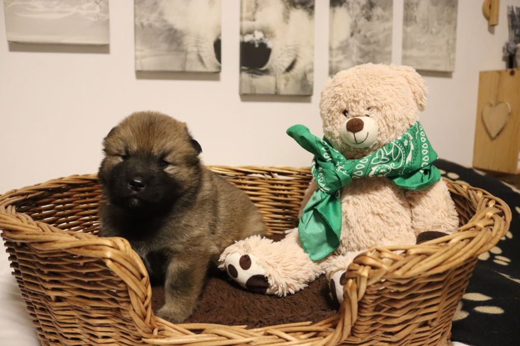 des Contrées d'Herbeval - Chiot disponible  - Eurasier