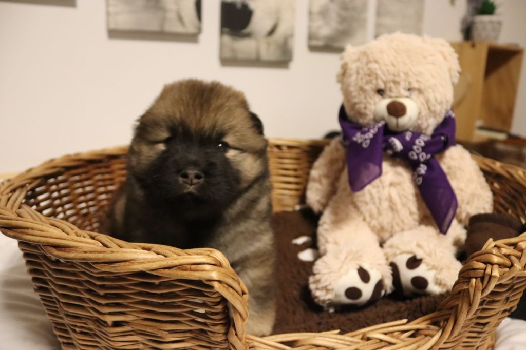 des Contrées d'Herbeval - Chiot disponible  - Eurasier